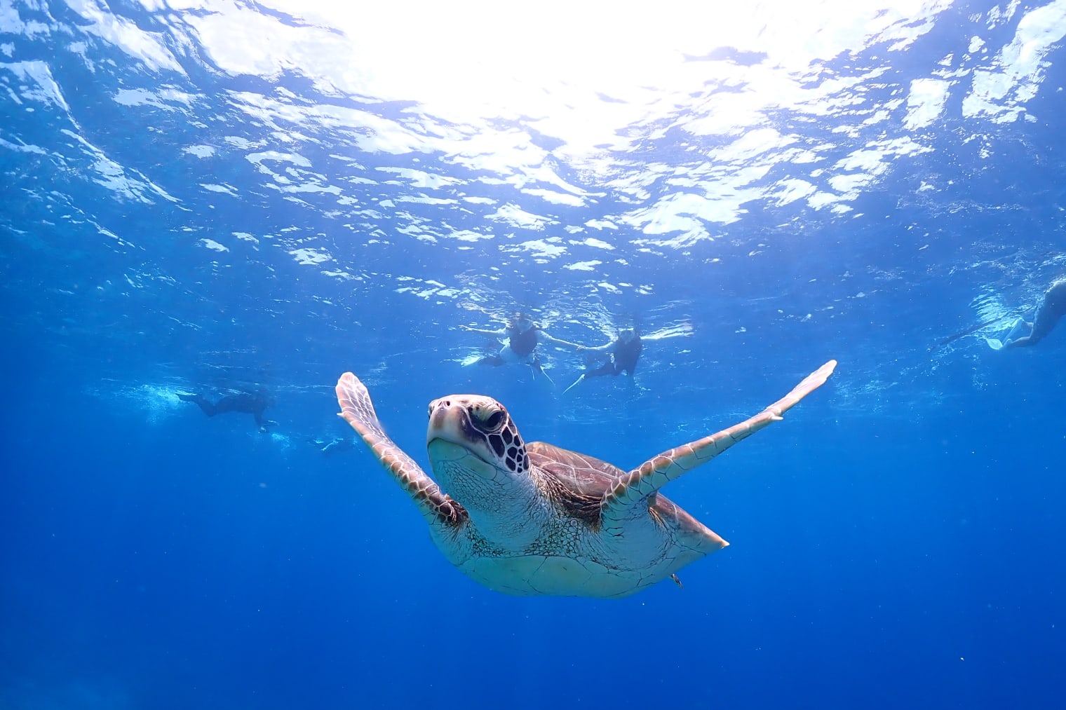 ウミガメ探索シュノーケル 幻の島でランチ | 星のや竹富島【公式