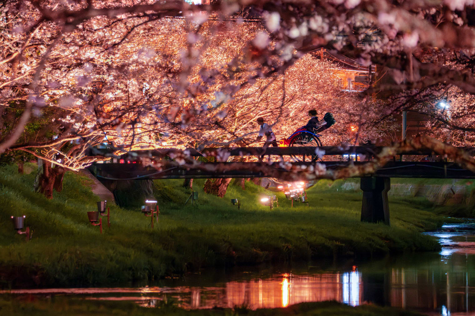 温泉街に咲く400本の桜を楽しむ「桜舞うたまゆら滞在」 | 界 玉造