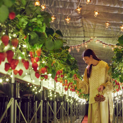 ナイトストロベリーツアー