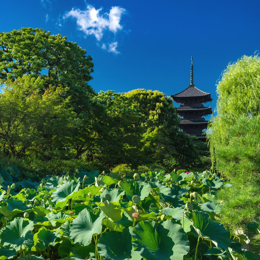 東寺・蓮池と五重塔