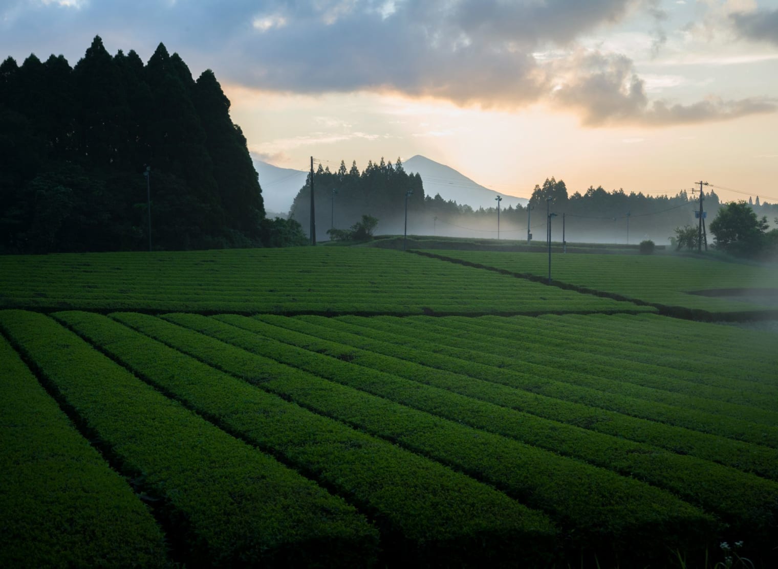 霧島新茶滞在プラン 界 霧島 公式 Kai Kirishima